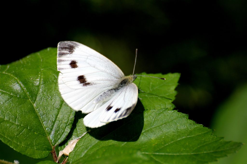 Pieris mannii? No, Pieris napi